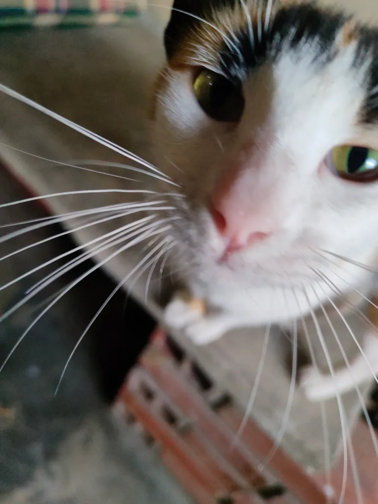cl7tqytrg00lr15m7hcnpc78b_IMG20220513183727.webp