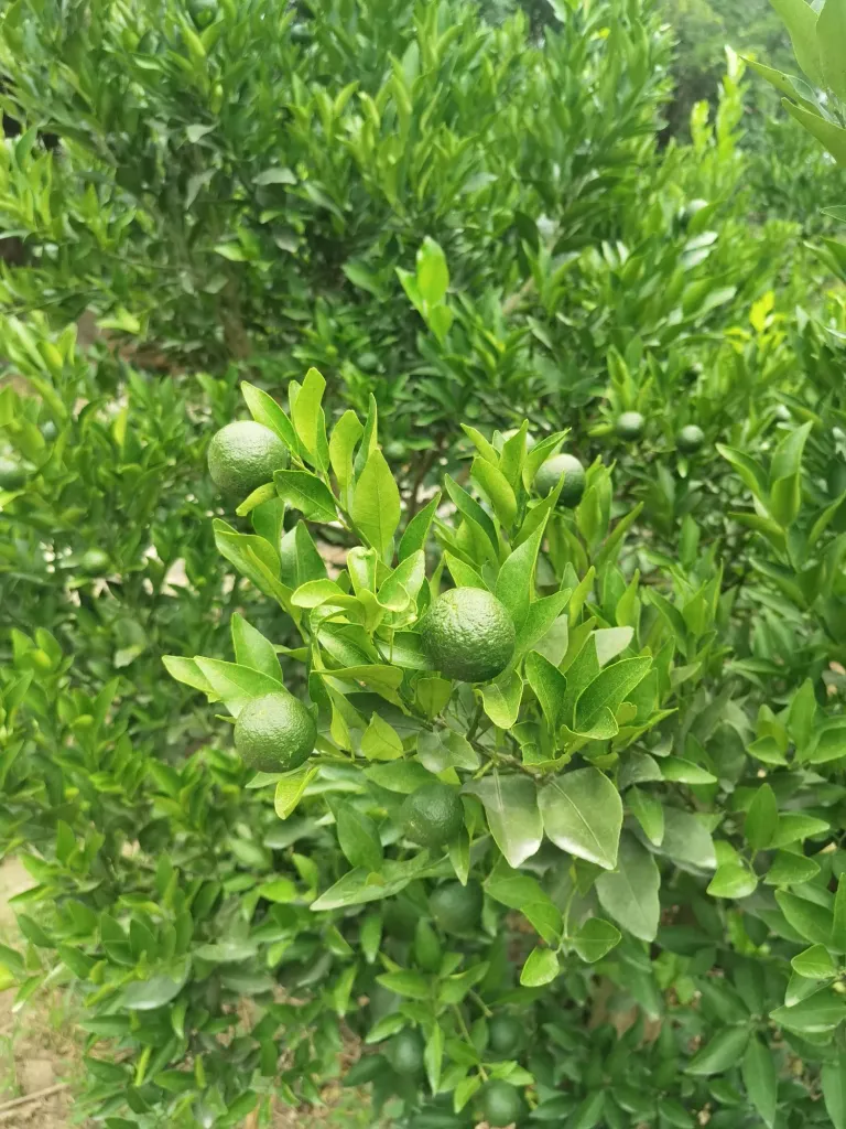 9Totf0GmtznckmaP_IMG_20250812_145553.webp