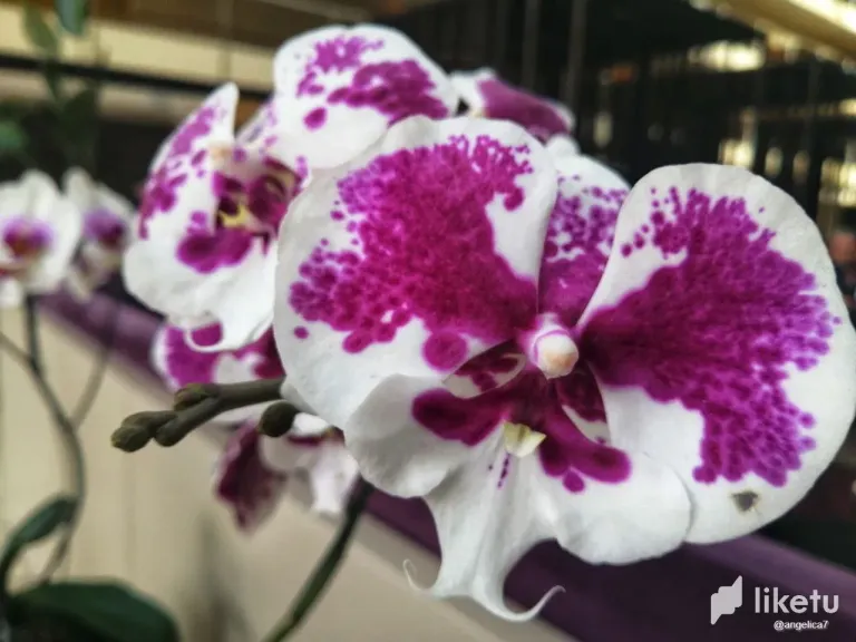 GyeYMOEXG6MxSXK5_photo_2025-05-10_18-34-52.webp