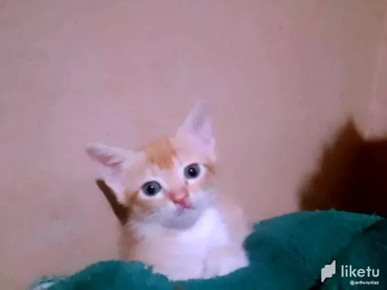 clwy3ns8y00d01tszdpej90ay_6.webp