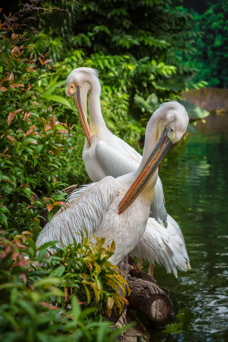 preening pelicans