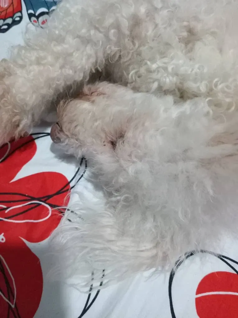 WUGp6caEDMLfLO7d_1000139786.webp