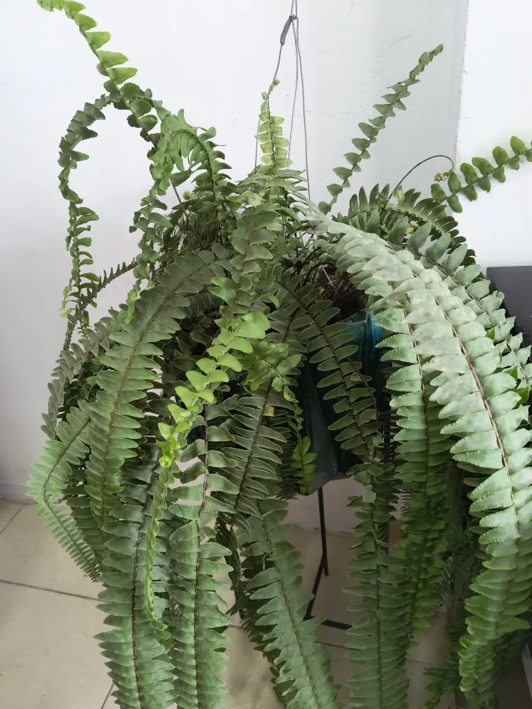 9471R0UGxGpzS0FH_IMG_20241229_100035270.webp