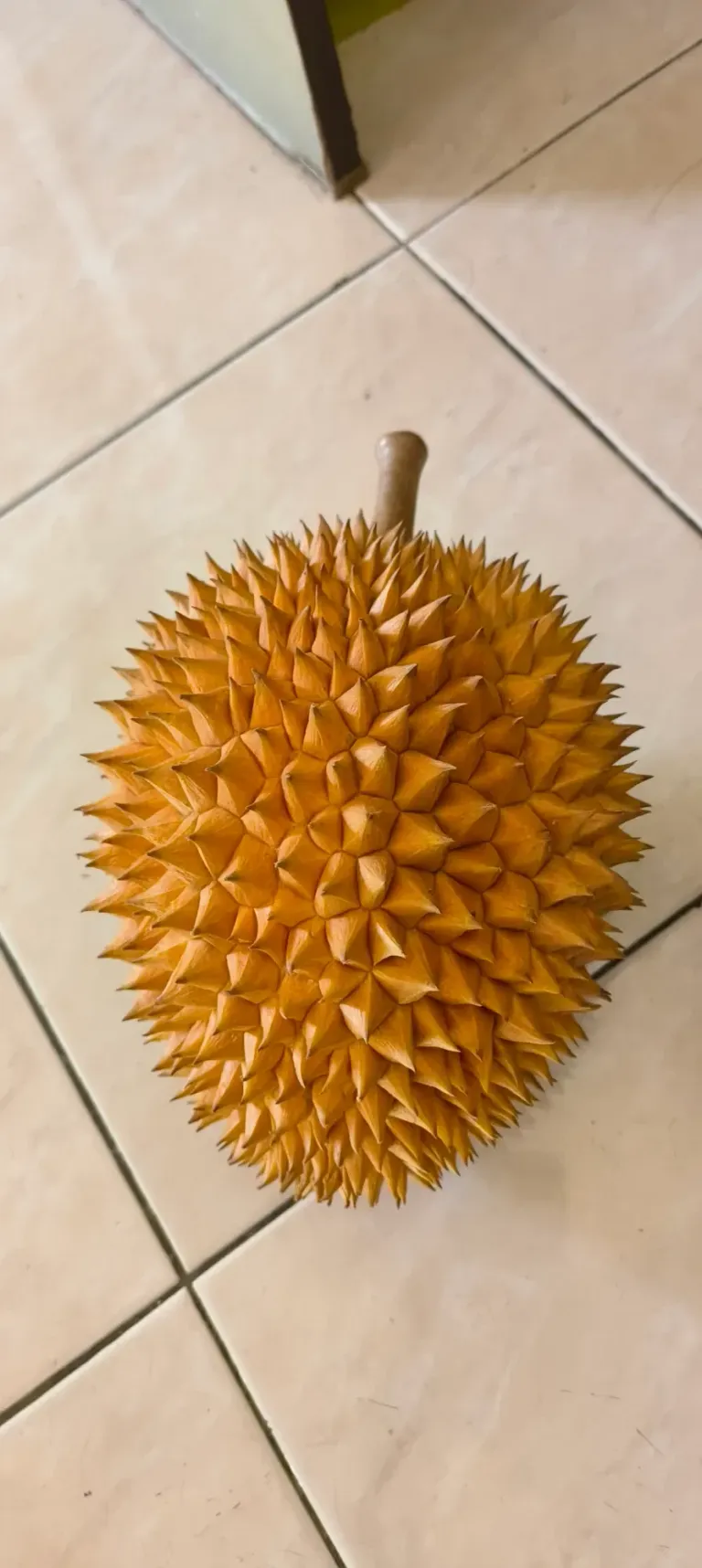 XKgCWlx7VsgPQyUO_1000385875.webp
