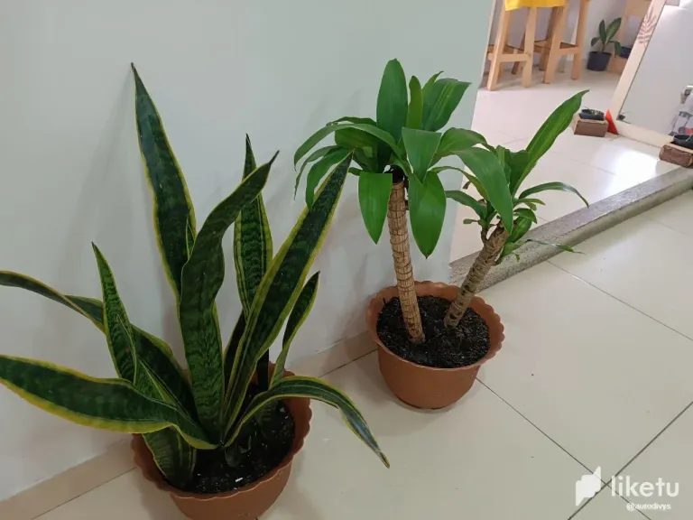 clpedti94006uyyszf64baqsw_photo_2023-11-25_12-10-56.webp