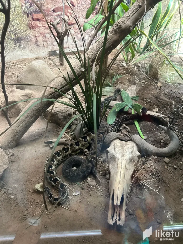 🦘🐍 More Zoo Memories: Kangaroos and Snakes / Más Recuerdos del Zoológico: Canguros y Serpientes