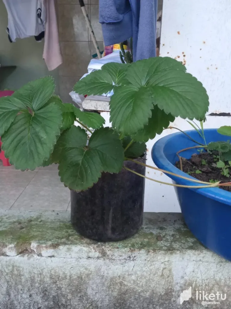 [EN|PT] Strawberry cultivation 