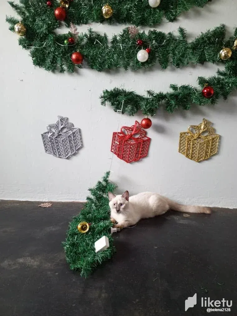 clrl7yxqf00876isz5jk28qi7_photo_2024-01-19_18-08-19.webp