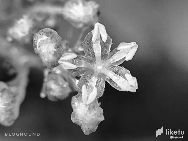 Watermelon Begonia Flowers in Black And White