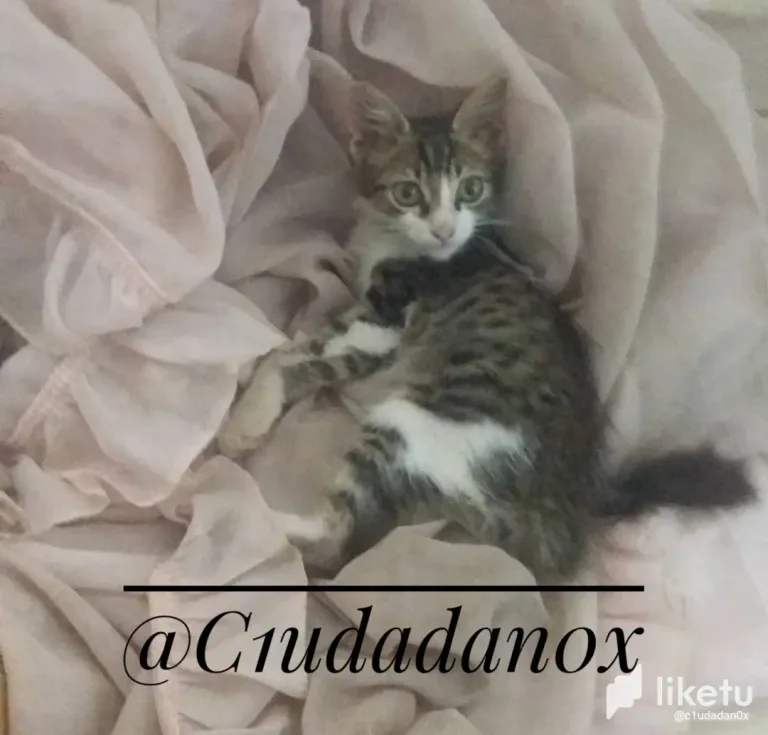 clpmxz0q20020ossz6wua0p6g_IMG-20230816-WA0005-01.webp