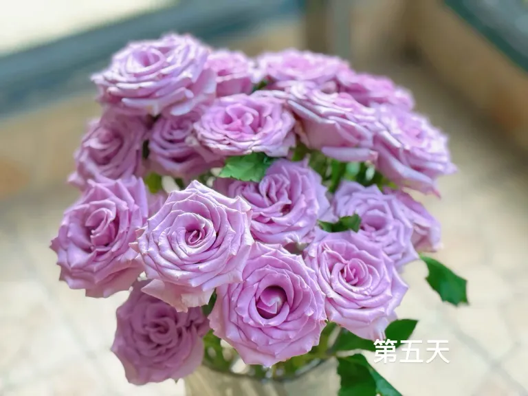 CRw1q51lmMqOeCB7_mmexport1748852849673.webp