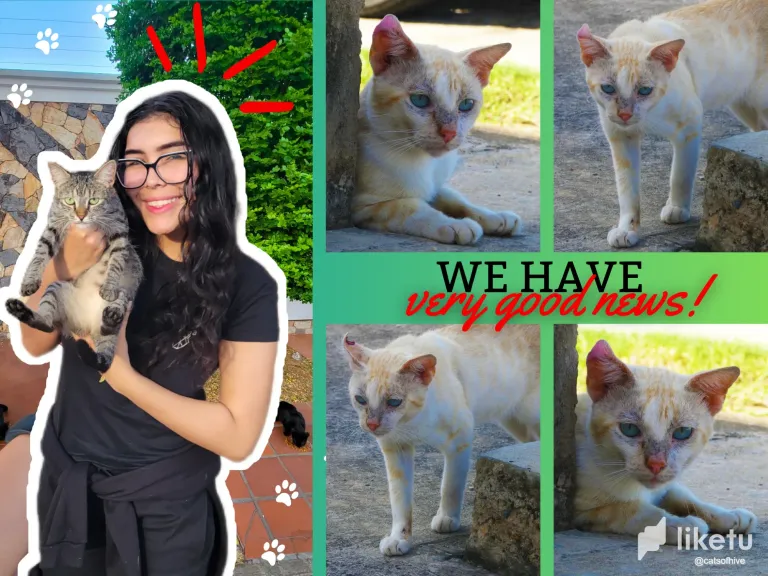 4E5MBpVJWDPfOBkt_collage_catsofhive.webp