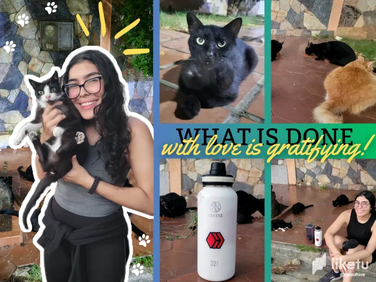 wkOo4AMEyB3je53W_collage_catsofhive.webp