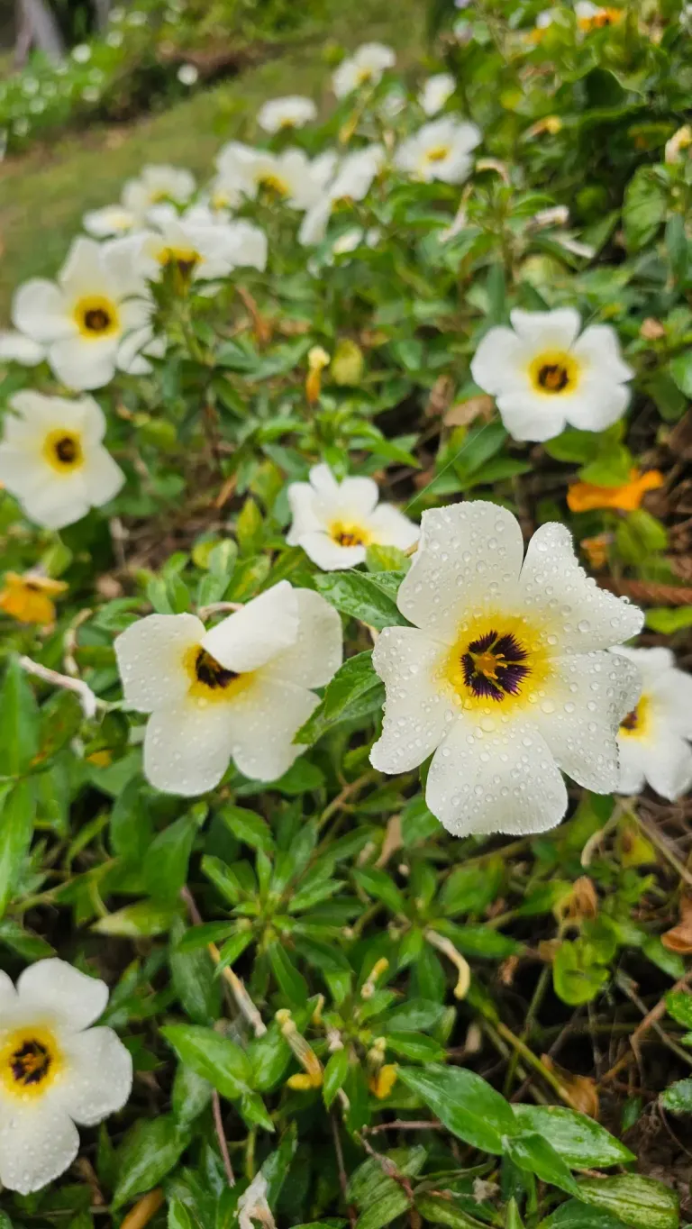 8iJEpFImoDg8IODx_20250419_110934.webp