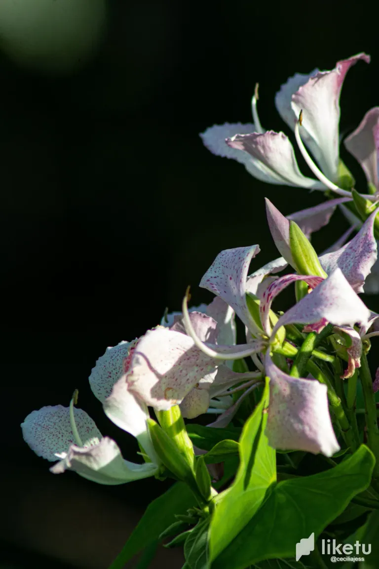 DMLCM7ua1sdNPHss_IMG_4964.webp