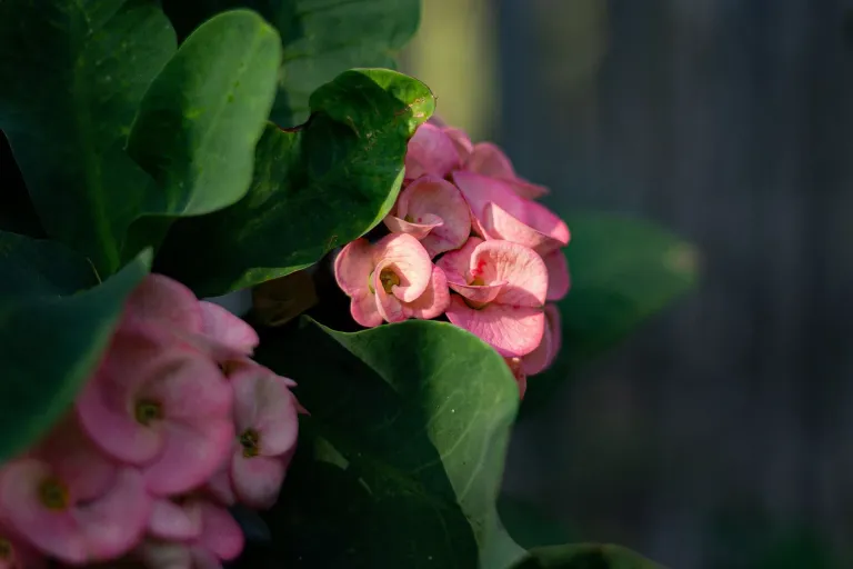 FnXbCVrwTl0ScQNc_1000205799.webp