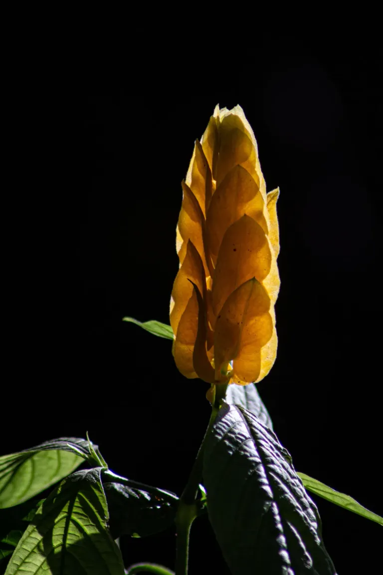 HScwsMGKLVZQOGbP_1000220022.webp