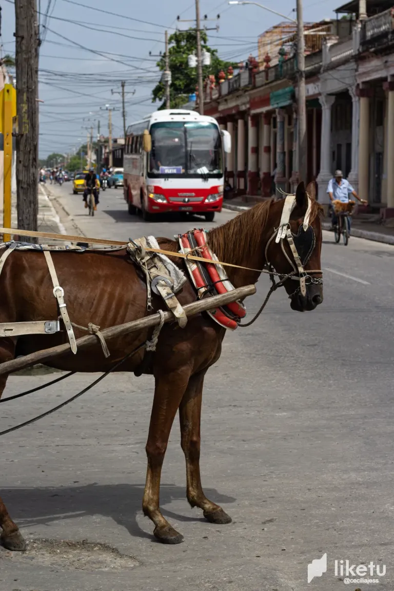 IQ1PDWBprkOksbeb_IMG_5461.webp