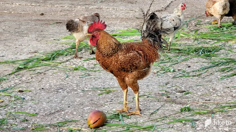 clhqgvgtf00q94nsz298t8j35_20230513_184246.webp
