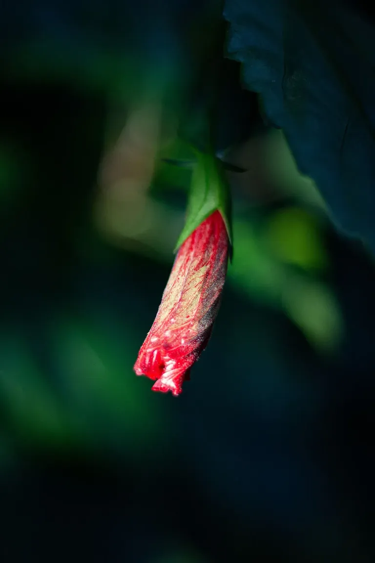 lqBXv0eFhzsh2RgH_1000205808.webp