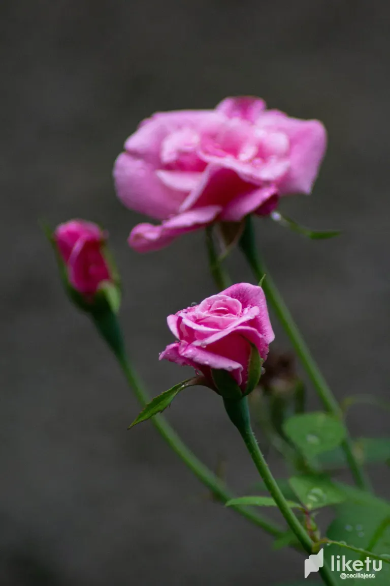 rqAaJXX6NmNPxpbJ_IMG_5172.webp
