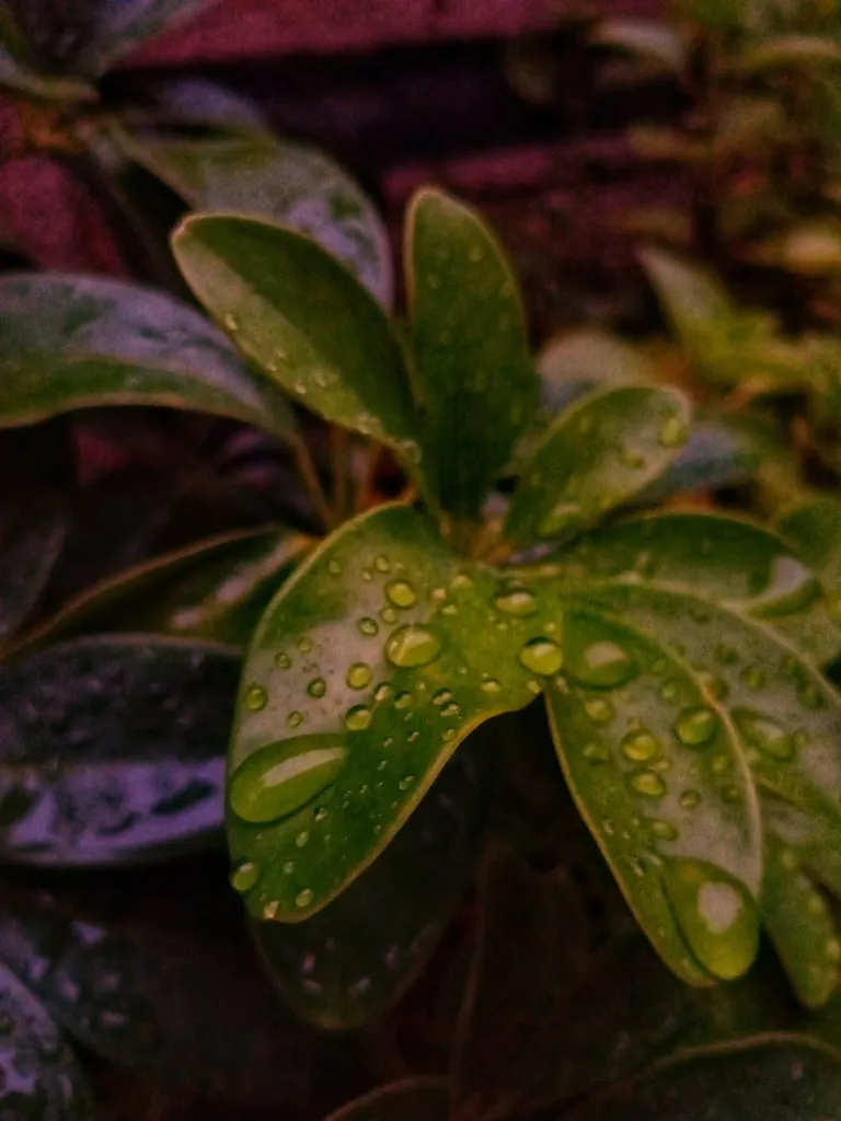 CHGFWbWrD01IW6yN_1000909277.webp