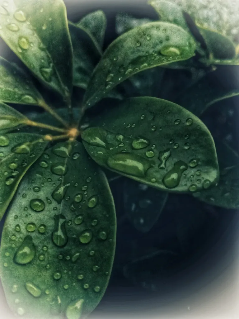 eBODCIiaokCHdVYn_1000909211.webp