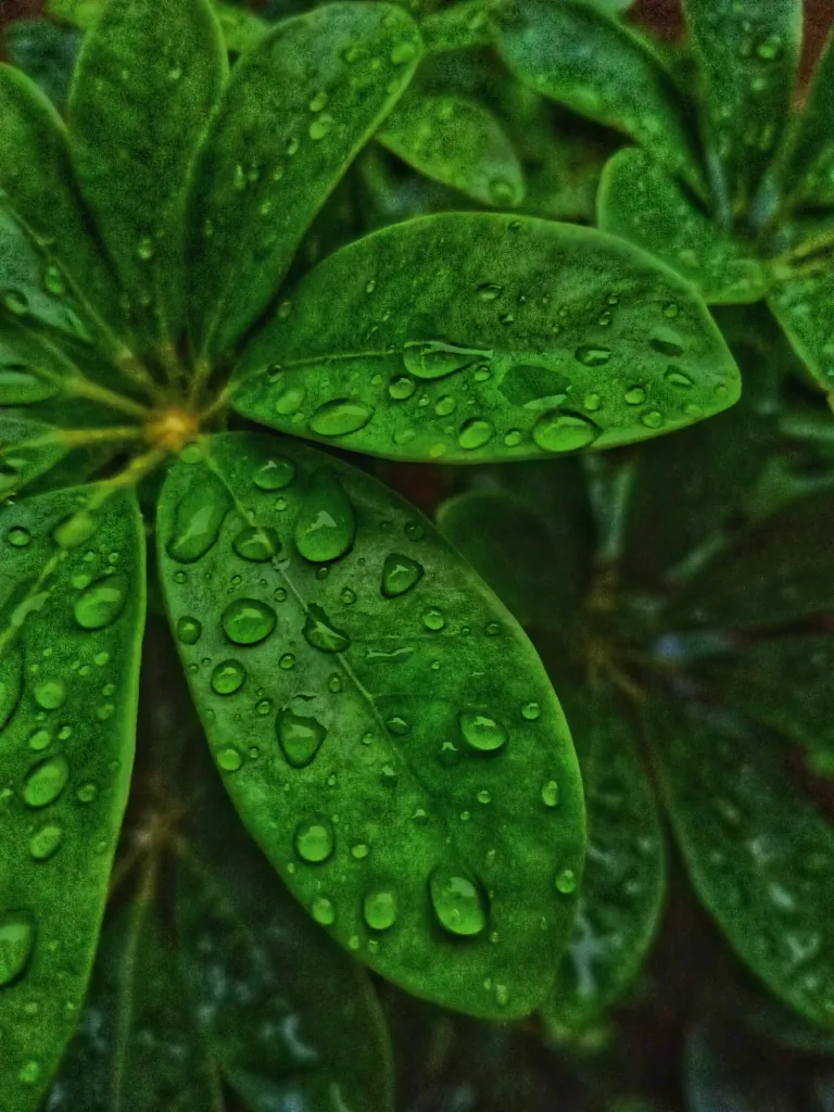 jEkK4VGrSMmCjeCX_1000909276.webp