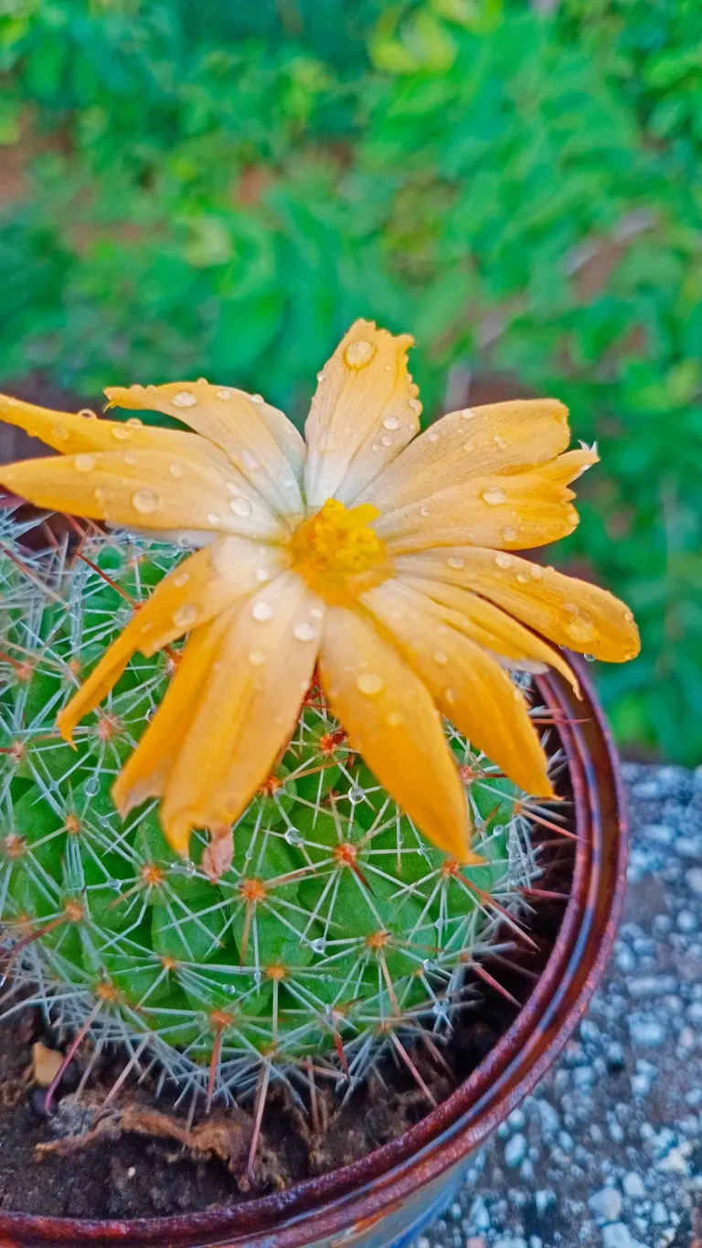 u1NGnkoh0lkOBmrx_1000839248.webp