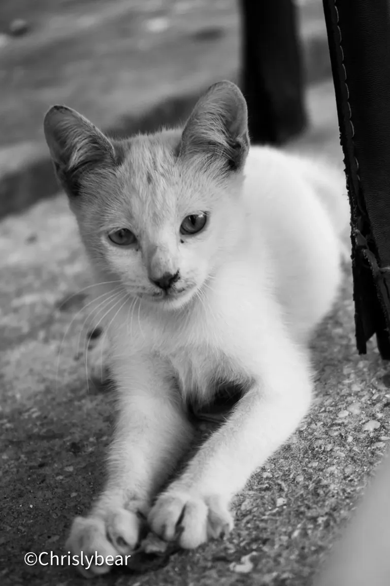 cl7z7v04l01fx1lm7cbz70xdu_cat4.webp