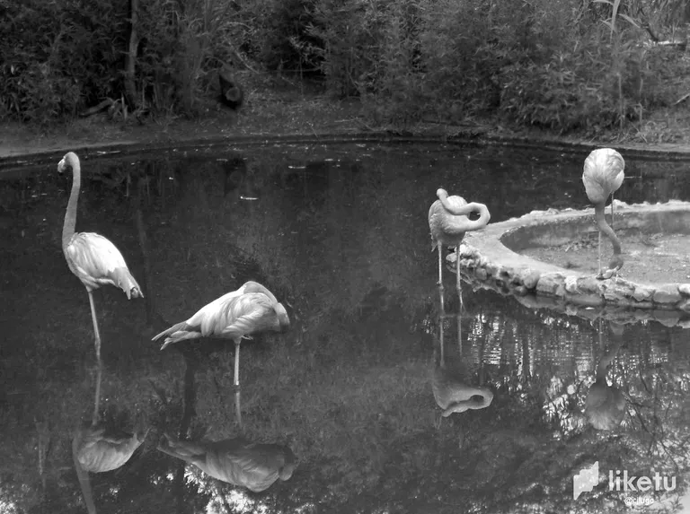 clcqlgga2006z1vszf3985v3b_HPIM7854_blanco_y_negro.webp