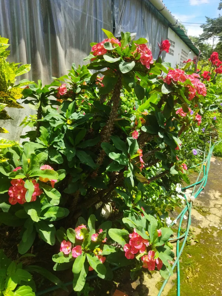 DBXthILxIMnYfhhh_IMG_20240717_112636.webp