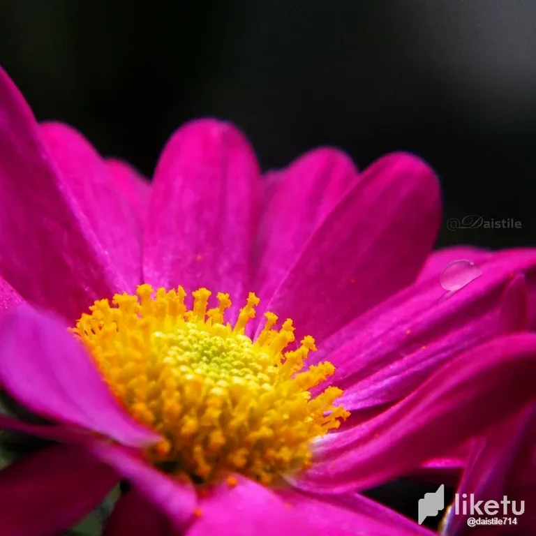 clahopltg02rm0imj2vqm58mf_foto_daistile_flor.webp