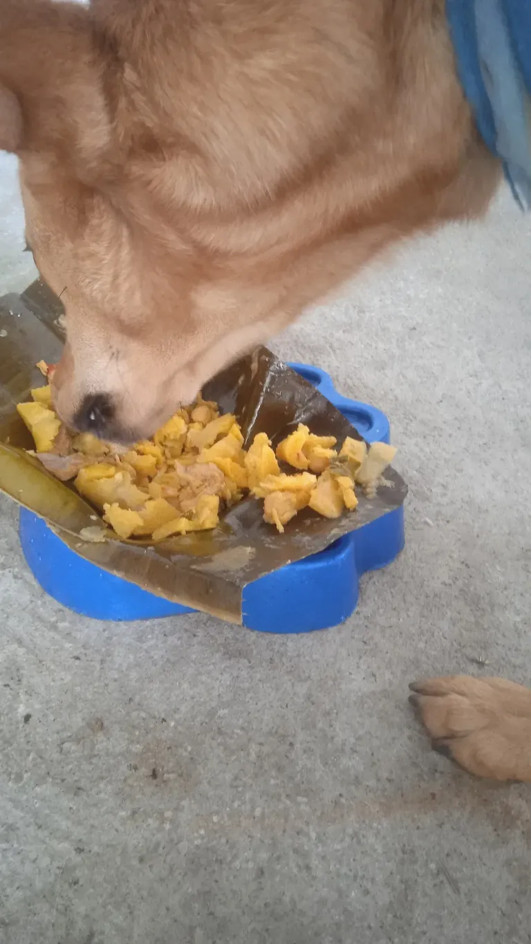 5CboipbkspNCW2Tp_IMG_20241225_121235.webp