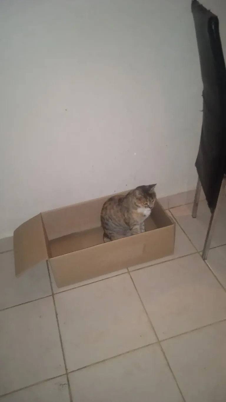 Pv4ORkxLMHkABEfh_IMG_20241220_211202.webp