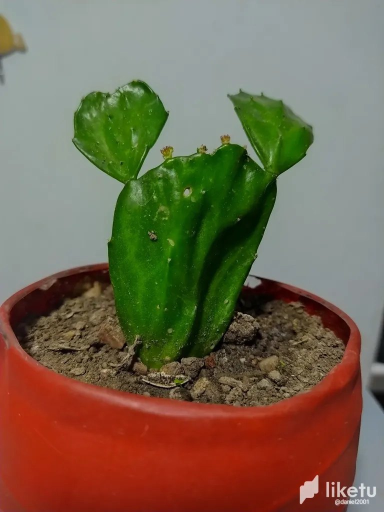 My wife gave me a new cactus - Brasiliopuntia 🌵💚💛♥️