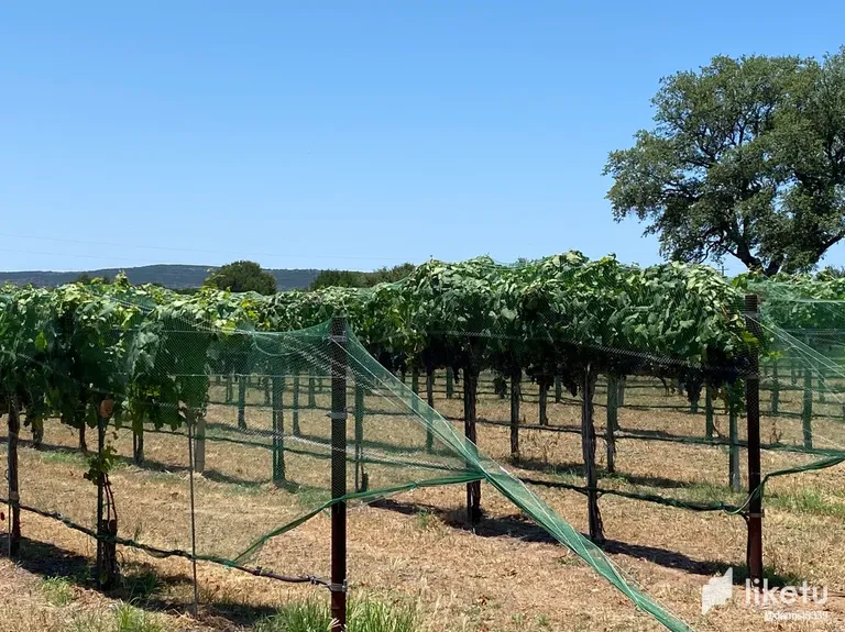cljfwwhzi00y73vsz0ano82js_Netting_grapes_from_birds.webp
