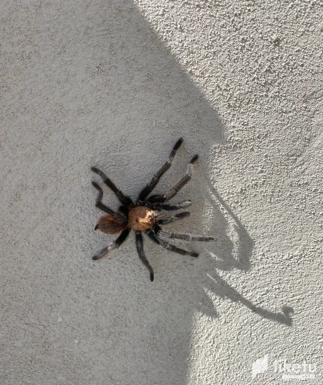 cln3awf3h049r7ksz7hhv2ncn_spider_looking_for__a_place_to_hid.webp