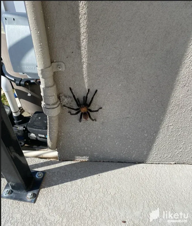cln3awqkk049h64szdsm32zsr_Spider_on_back_porch.webp
