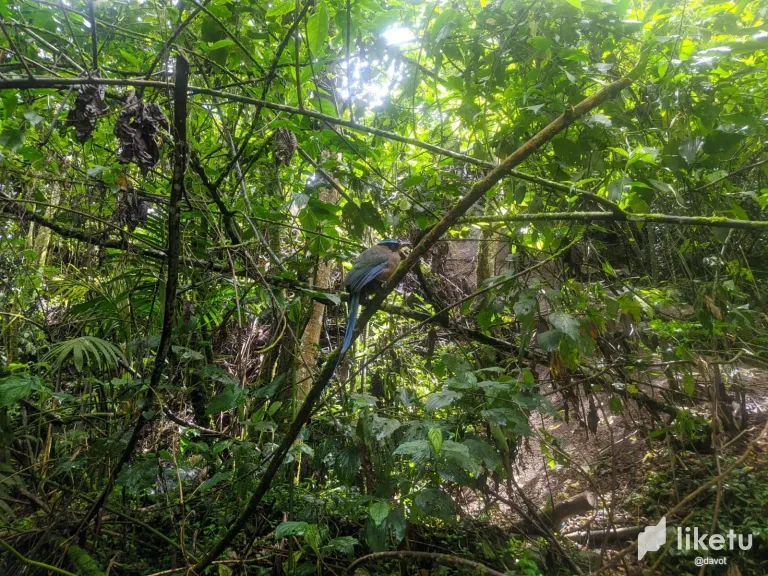 WE DISCOVER A BEAUTIFUL BIRD: SOLEDAD