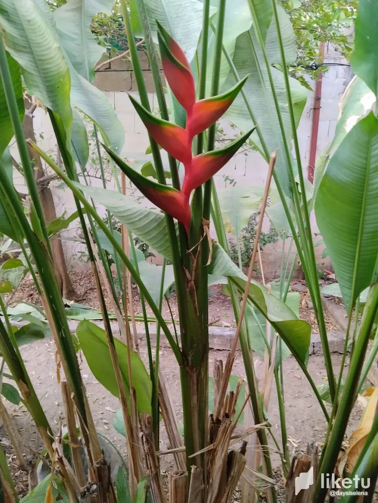 clgxpyskv02seakszclejfacc_flores5.webp