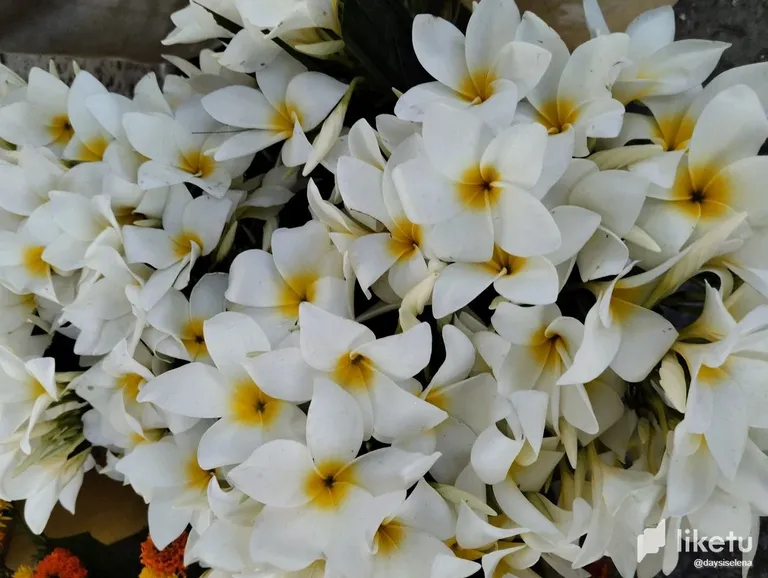 clgxpz5z202uo9rsz051p3t00_flores_3.webp