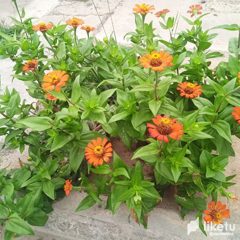 clgxpzxlm02pe3xszegny44gr_flores1.webp