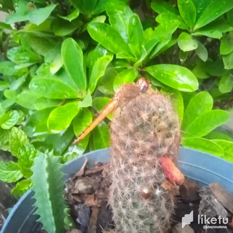 clh252gc1000o79szc8zl887x_libelula2.webp
