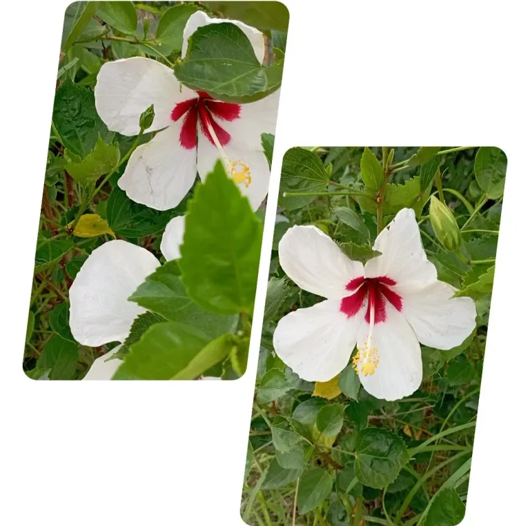 MfTvrDjQuTVR0RTT_1000612546.webp