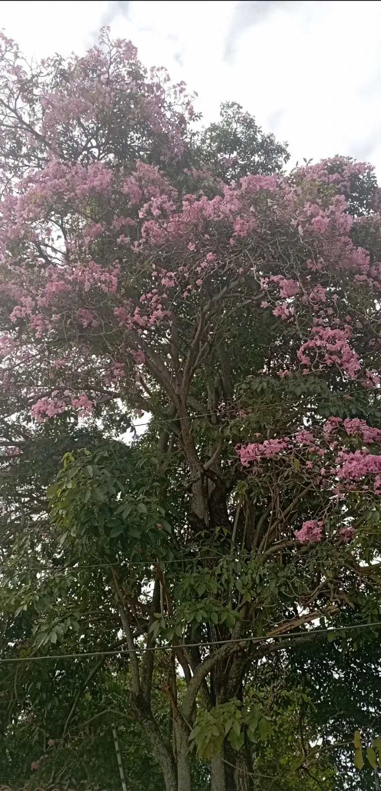 X9vJVvWILCtZLsZq_IMG_20250124_215319.webp