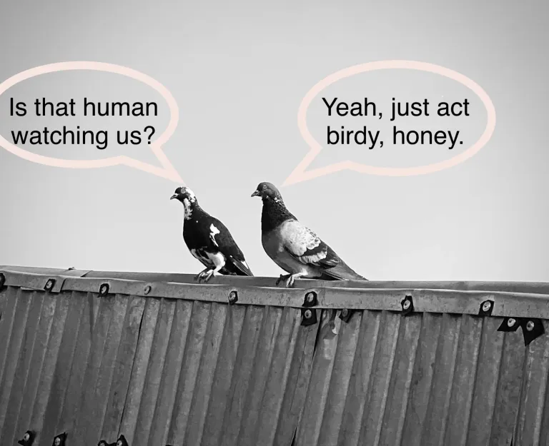 A bird story