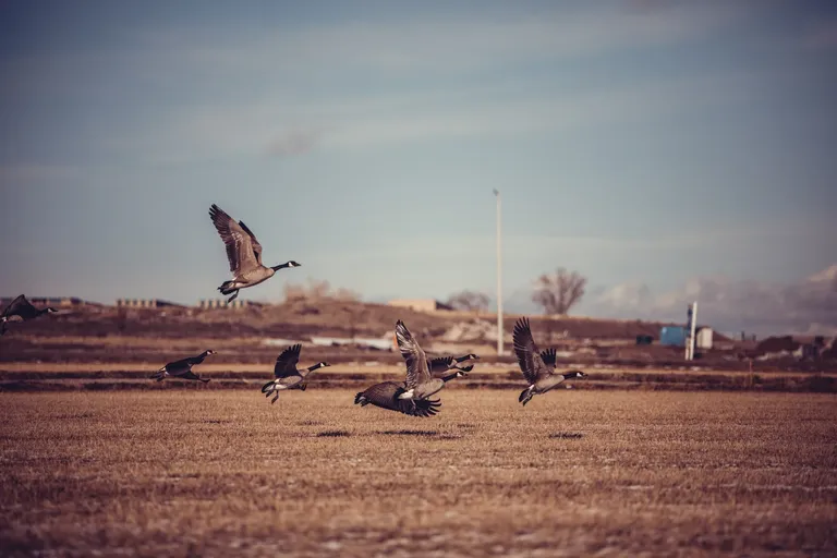 clc9lp95y00ph7qszcxt50lf1_ducks-2240.webp