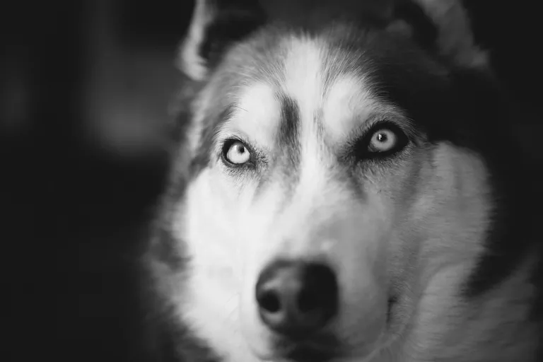 clg5d103v00zc7zszegxih4w2_pets-3756.webp