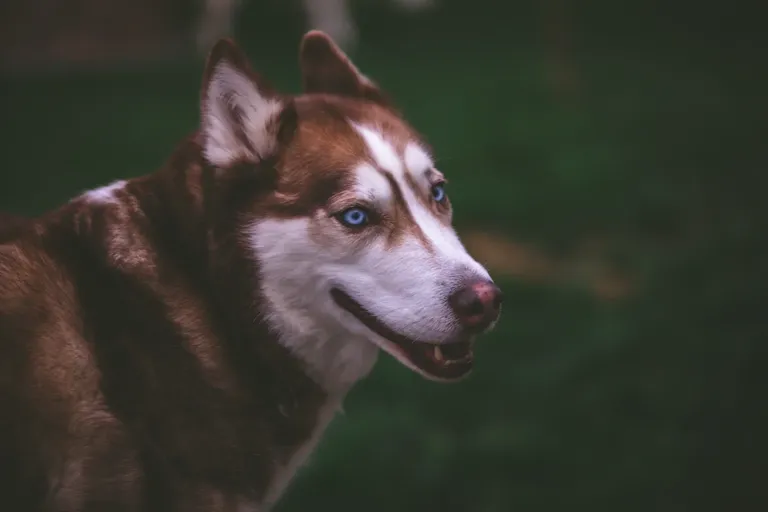clhowznaa00ky6wsz5ew41cse_dogs-5275.webp